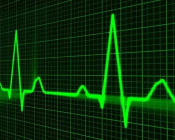 Il sistema cardiocircolatorio e importanza del cuore nel sistema endocrino