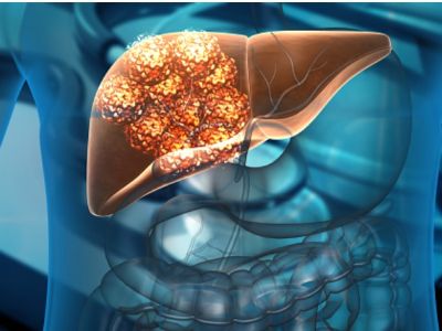 Organi annessi al tubo digerente